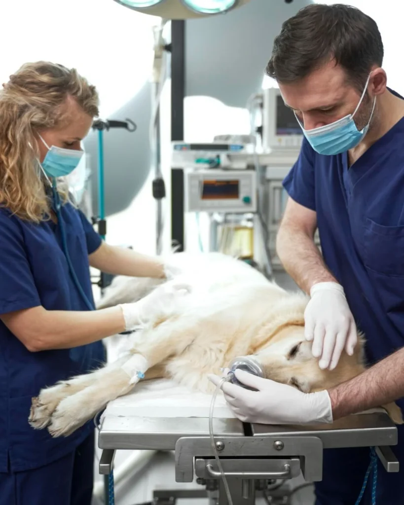 Dokuzlar Veteriner Kliniği | Osmaniye Toprakkale Veteriner | Osmaniye Toprakkale Veteriner Kliniği | Osmaniye Toprakkale Acil Veteriner Kliniği | Osmaniye Toprakkale 7/24 Veteriner Kliniği